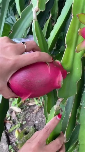 Creative Fruit Carving Tutorial: Watermelon & Orange Designs