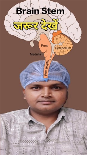 Brain Stem And Its Function #spinalnerve #cranialnerves #nerves #dr_subhash_kumar #medical #nursing