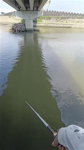 #mancing #fishing #shorts #taiwan #fish