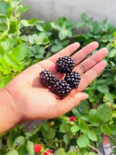 Harvesting Fresh Blackberries from Our Garden!