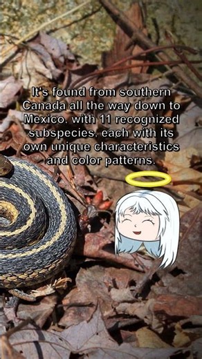 Common Garter Snake