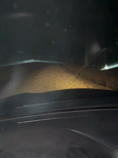 1.5K views · 7 comments | Sum real wrong turn type shit | Deshawn KingShawn Rogers | Facebook