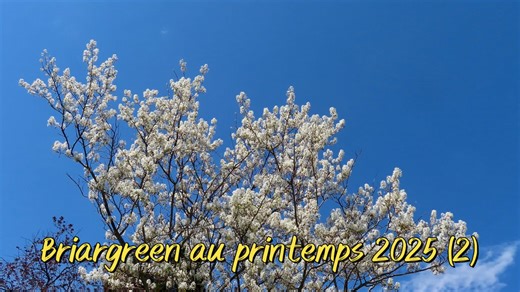 2025 - Briargreen au printemps (2)
