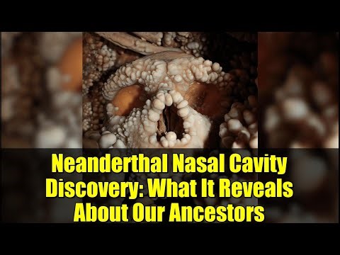 Neanderthal Nasal Cavity Discovery: What It Reveals About Our Ancestors