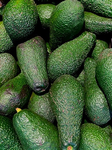 Guide de culture de l'avocatier Hass