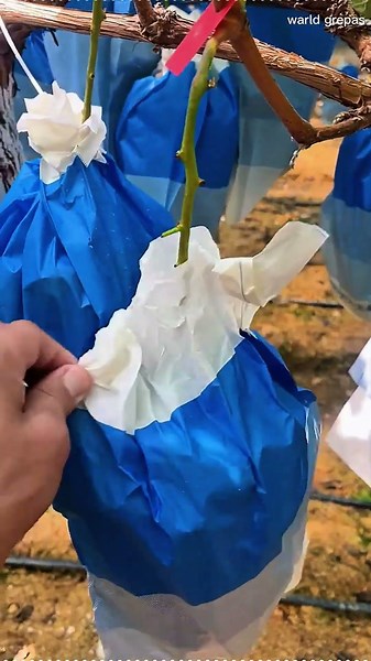 "Fresh Green Grapes Harvesting in the Vineyard | Natural Farming" #homegardening #amazing farming