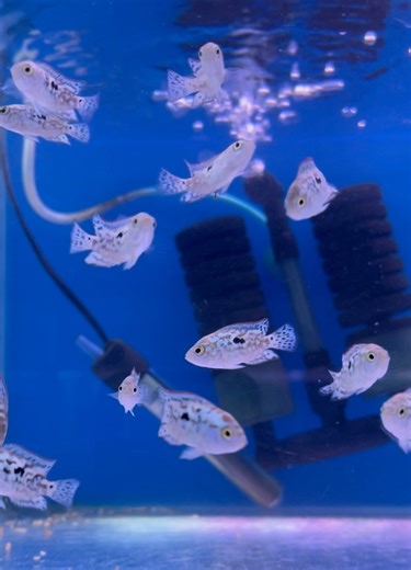 1.7K views · 19 reactions | Electric Blue Jack Dempsey (Rocio...