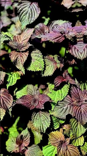 香草多彩紫蘇 Perilla 能殺菌、去腥、提鮮 #live #nature#flowers
