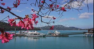 Spring concept: Dolly of Pink sakura flower at Sun Moon Lake in Taiwan