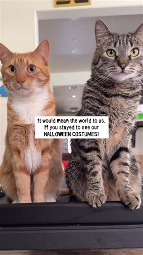 8.5K reactions · 352 shares | Day 7/7- Halloween Costumes! Happy Halloween  #seventheorangecat #pupcup #himalayathetabby #halloween #catfashion #spooky | Seven The Orange Kitty & Fam | Facebook