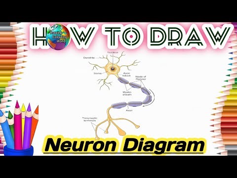 How to draw Neuron diagram step by step drawing painting coloring for beginners|