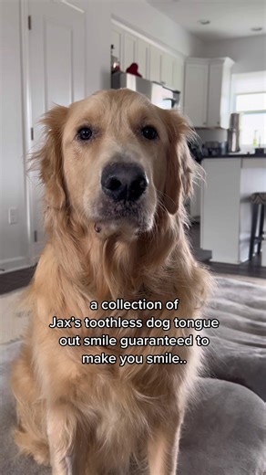 Toothless Golden Retriever's Adorable Smile