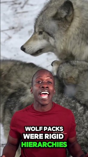 Wolves are led by an alpha male. Truth or Trash Episode 211 #biology #science #stem