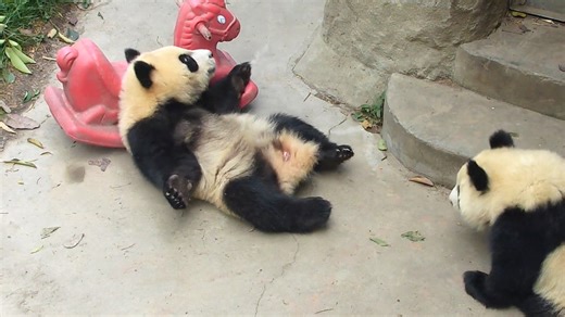 124K views · 9K reactions | The moment I got my luxury ride, I couldn’t help but flaunt it to my buddy. #panda #HiPanda #ChengduPandaBase #PandaFun #BestJobInTheWorld For more panda information, please check out: https://en.ipanda.com | iPanda | Facebook