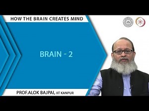 Brain - 2