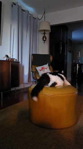 a calm video of some fluffy cat tail flickin #fluffycatsoftiktok #tuxedocatsoftiktok #catsoftiktok