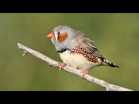Zebra Finch in the wild a documentary
