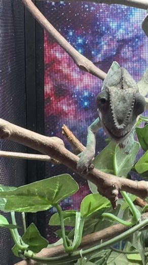 Understanding the Fascination with Chameleons
