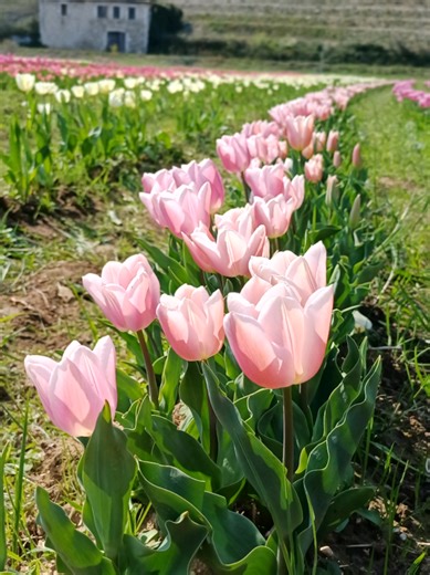 CUEILLETTE Tulipes contre le cancer - mars 2026 #color #ardeche #tulipe#lionsclub#printemps