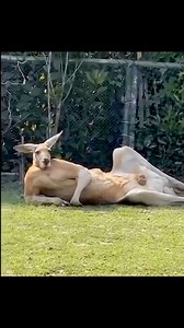 1.4M views · 16K reactions | Kangaroo just chilling out after a workout #downunder #remix Cyril Riley #gettindidgee #didgeridoo #funnyanimals #funnymoments #menatwork #bigred #australia | Gettin Didgee | Facebook