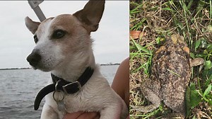 Dog owner issues warning after dog poisoned by bufo toad