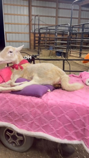 When I made Kiki’s chair I used a booyah stroller body but her leg hung off a little. Now that was fine when we pushed her in it as we could navigate for her, but we had a few close calls with that little bit of leg hanging beyond the cart. If she drove to close to fencing, the dumpster, the tractor etc if that leg caught and she kept going…I don’t even want to think about it! So I swapped it out for a slightly larger gorilla cart body. It’s a bit large for the barn but of course Kiki is figurin