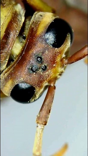 Wasp Anatomy: Simple Eye Spots (Ocelli)