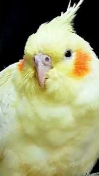 Top 10 Most Beautiful Parrots in the World! | Part 4 | Last Part