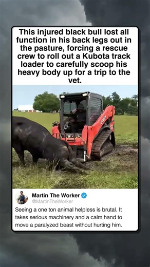 KUBOTA LOADER SAVES DOWNED BULL LIFE