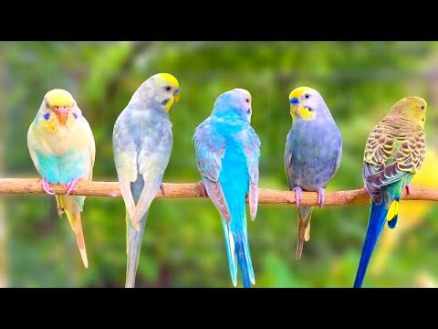 [4K]Happy Singing of Cute Parakeet Budgie Birds 8 Hours, Listen to Nature Bird Songs, Reduce Stress