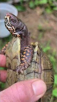 omnivorous land turtle terrapene carolina carolina major triunguis turtle land tortoise