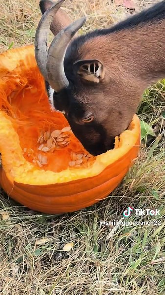 Happy Goats Enjoying Fresh Pumpkins on the Farm