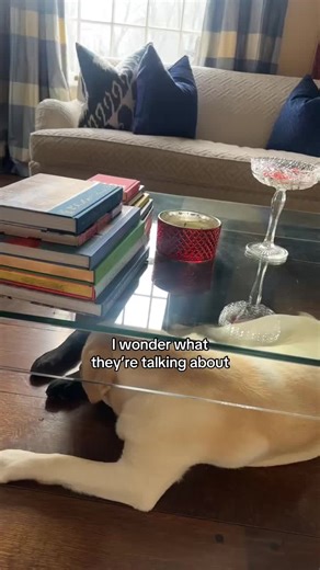 Hilarious Wrong Answers About Labradors