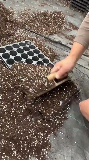 Plant Root Cleaning Process 🌱 | Nursery Preparation Work