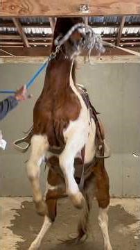 Breaking bucking horse 😳
