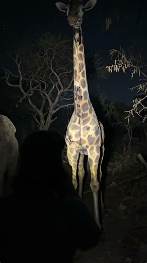 Exploring abandoned savanna 202603201658