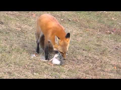 Red Fox eating a rabbit