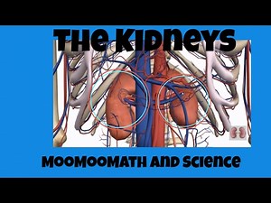 The Function of the Kidneys
