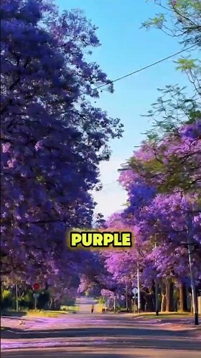 The Jacaranda Tree Turns Entire Cities Purple! #jacaranda #jacarandatree #jacarandaseason