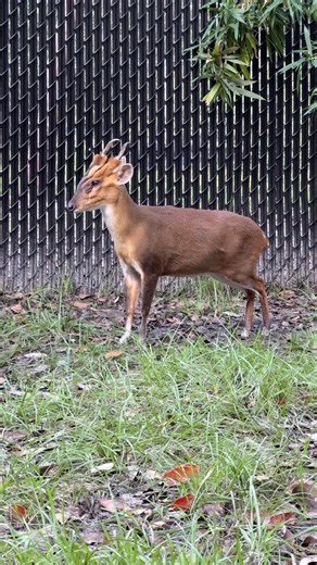 Sound on to hear why Muntjac get the nickname the barking deer!! Cesar was on high alert today when our African wildcat, Cleo, went on a walk by his exhibit(the little foot stomps at the end are the best 😹) He might be a small little deer, but don’t tell him that! 🦌💪🏻 | Amazing Animals Inc.
