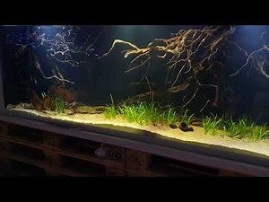 Amazonas Biotop