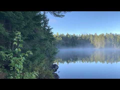 Morning wolf howl in Algonquin Park