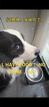 Trying the 3-cup challenge with my dog, but he had other plans...｜挑战给狗狗玩猜碗游戏，没想到它的反应让我尴尬了...