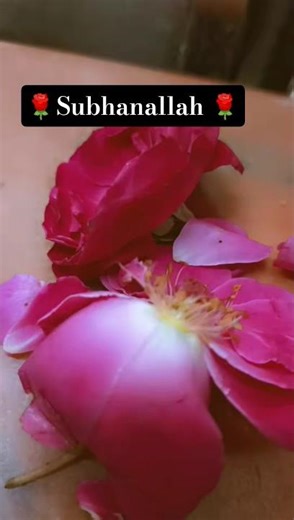 Sarkar Ka Nukar hu 🕋#shortsfeed #duet #deenivoice