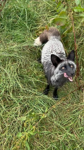 Wilf our black fox has been practicing his “sit” ready to impress our guests this weekend! You’ll be sure to see Wilf and his friends at the fox talk with our keepers 12pm and 4pm daily! #blackfox #animalkeeper #animalpark JM | Animal Farm Adventure Park