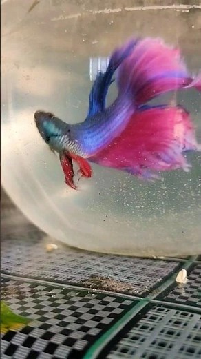 fighter fish Vs guppy fish