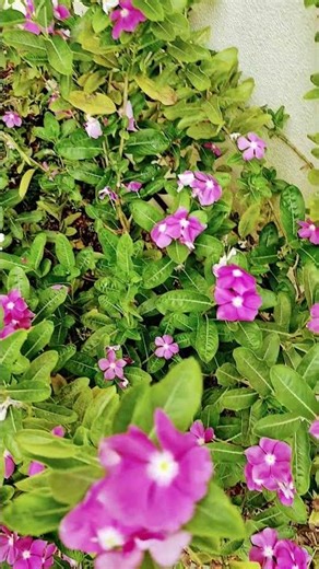 Pink periwinkle #flowers #nature