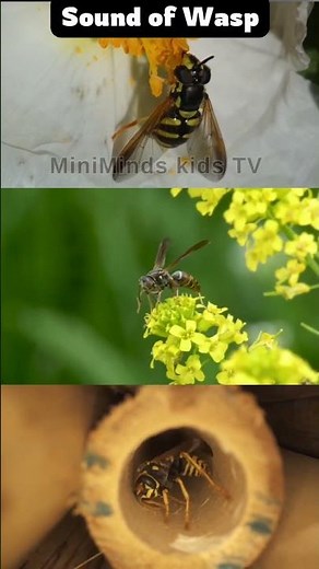 Wasp Sound for Kids | Insect Sounds | MiniMinds Kids TV #shorts