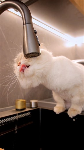 This Cat Loves Running Water 🐱🚰