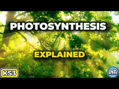 What is Photosynthesis? | KS3 Biology